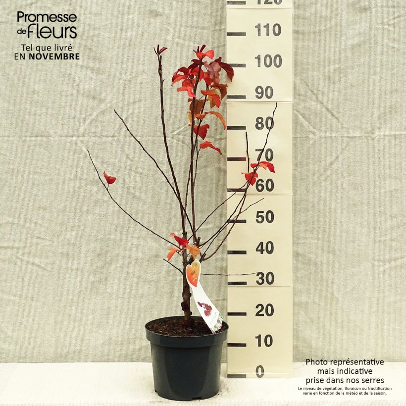 Spécimen de Pommier d'ornement - Malus Liset Pot de 7,5L/10L tel que livré en automne