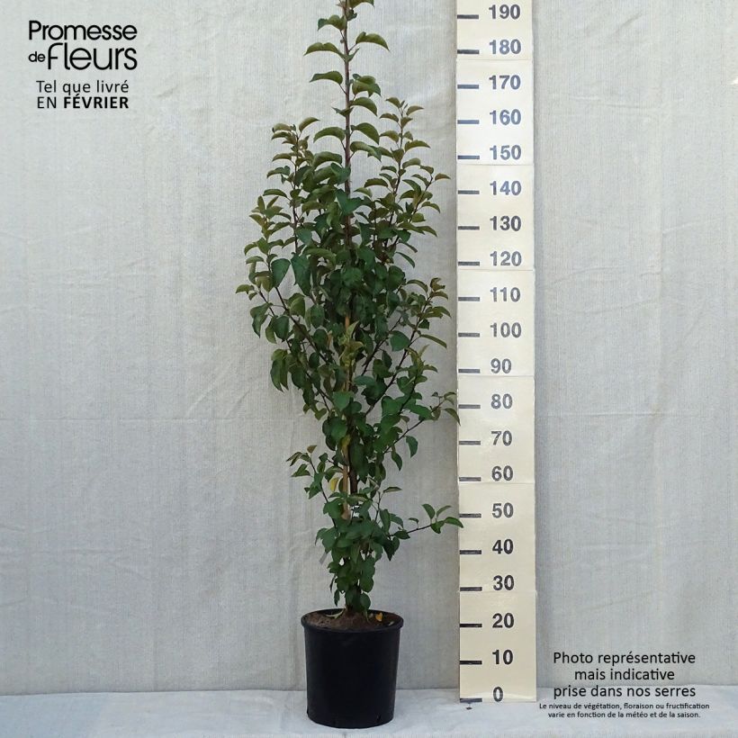 Spécimen de Pommier d'ornement - Malus Perpetu Evereste Pot de 6L/7L, Touffe tel que livré en automne