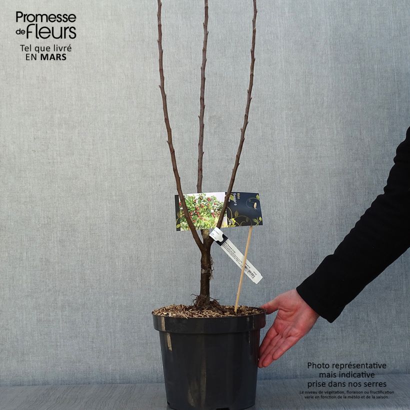 Spécimen de Pommier d'ornement - Malus Perpetu Evereste Pot de 7,5L/10L, Tigette de 15/20 cm tel que livré en hiver