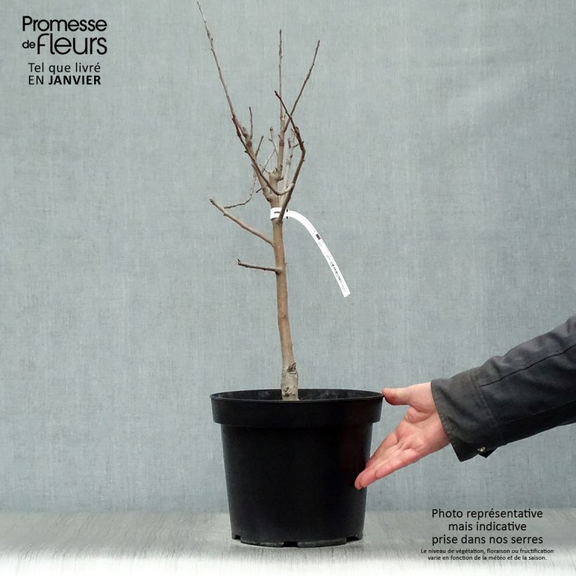 Spécimen de Pommier nain Garden Sun Red Pot de 6L/7L, Nain, Tige de 40 cm tel que livré en hiver