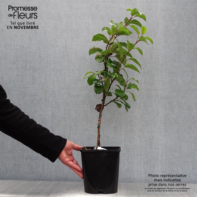 Spécimen de Pommier nain autofertile Fruit Me Apple Me Yellow Golden Pot de 4L/5L, Nain tel que livré en automne