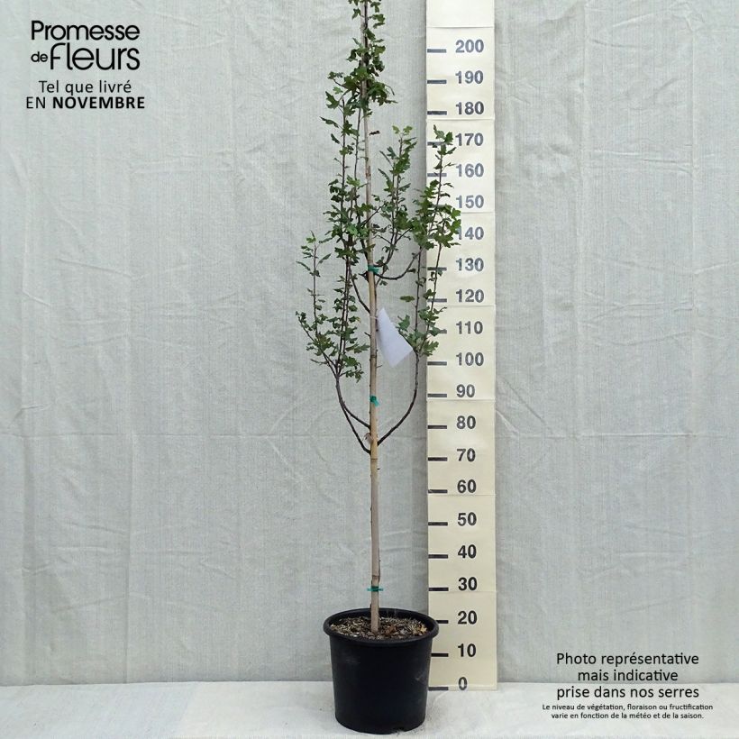 Spécimen de Pommier trilobé - Malus trilobata Pot de 12L/15L, Baliveau tel que livré en automne