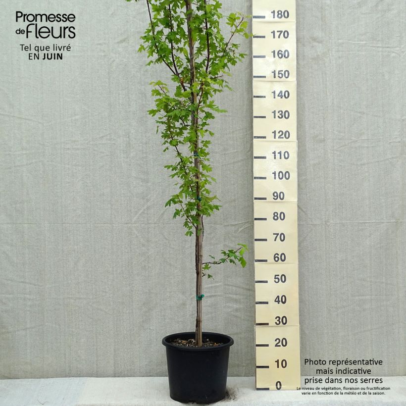 Spécimen de Pommier trilobé - Malus trilobata Pot de 12L/15L, Baliveau tel que livré au printemps