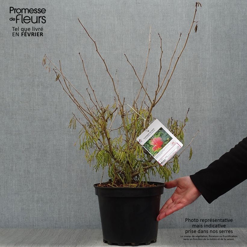 Spécimen de Pompon du marin - Calliandra surinamensis Pot de 7,5L/10L tel que livré en hiver