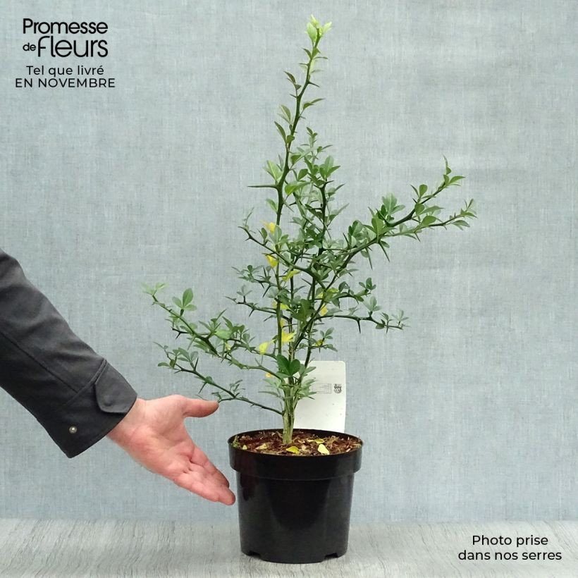 Spécimen de Poncirus trifoliata - Citronnier épineux Pot de 3L/4L tel que livré en automne