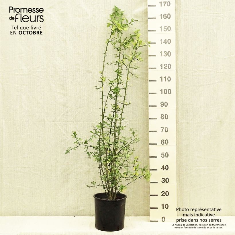 Spécimen de Poncirus trifoliata - Citronnier épineux Pot de 7,5L/10L tel que livré en automne