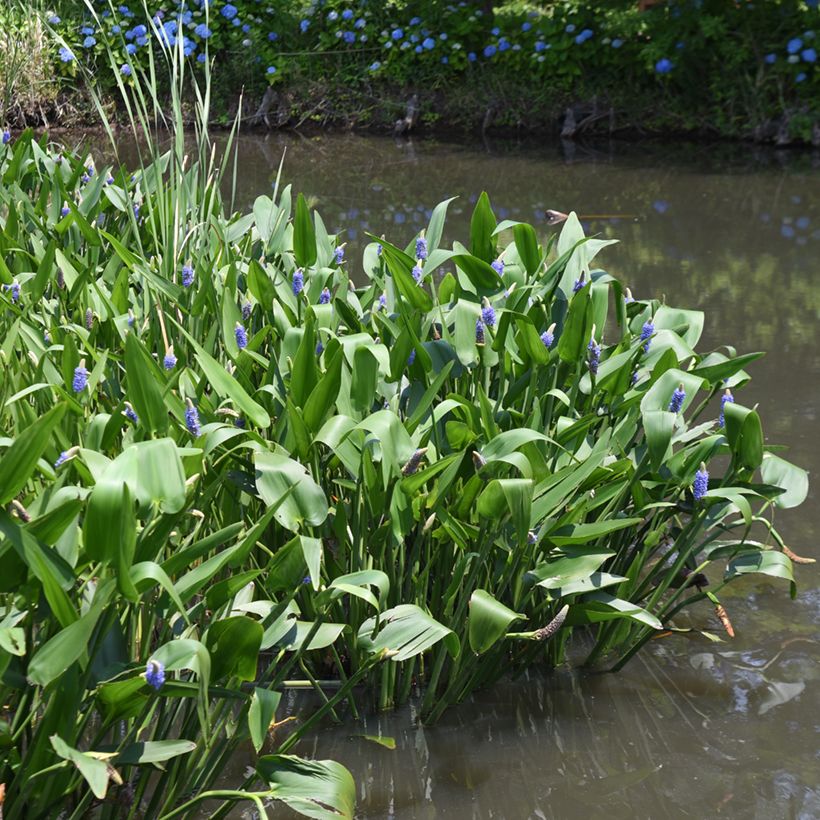 Pontederia cordata - Pontédérie à feuille en coeur (Port)