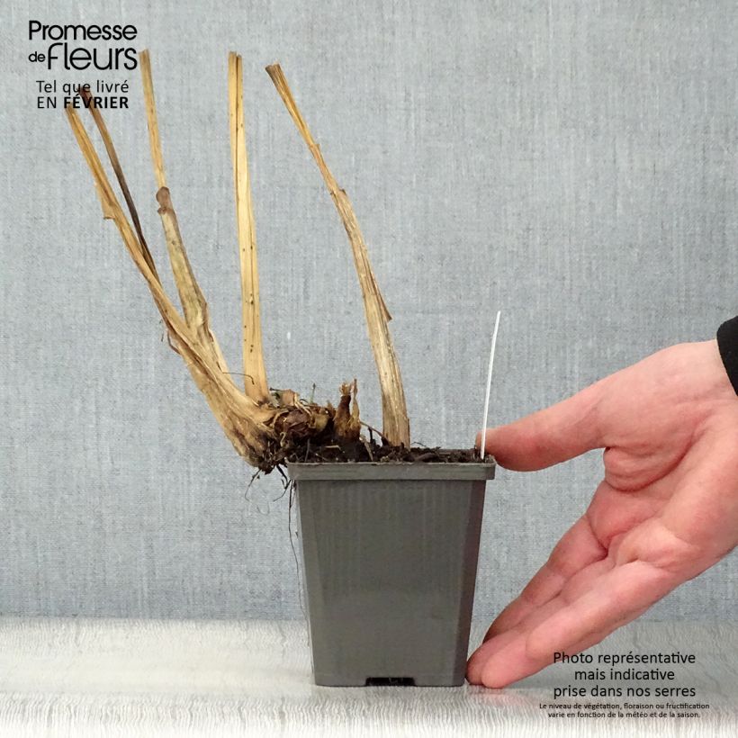 Spécimen de Pontederia cordata  White Pike - Pontédérie à feuilles en coeur Godet de 8/9 cm tel que livré en hiver