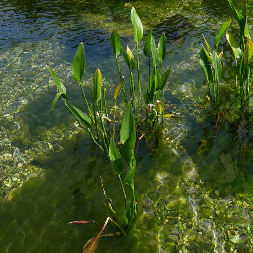Pontederia lanceolata - Pontédérie à feuilles lancéolées (Port)