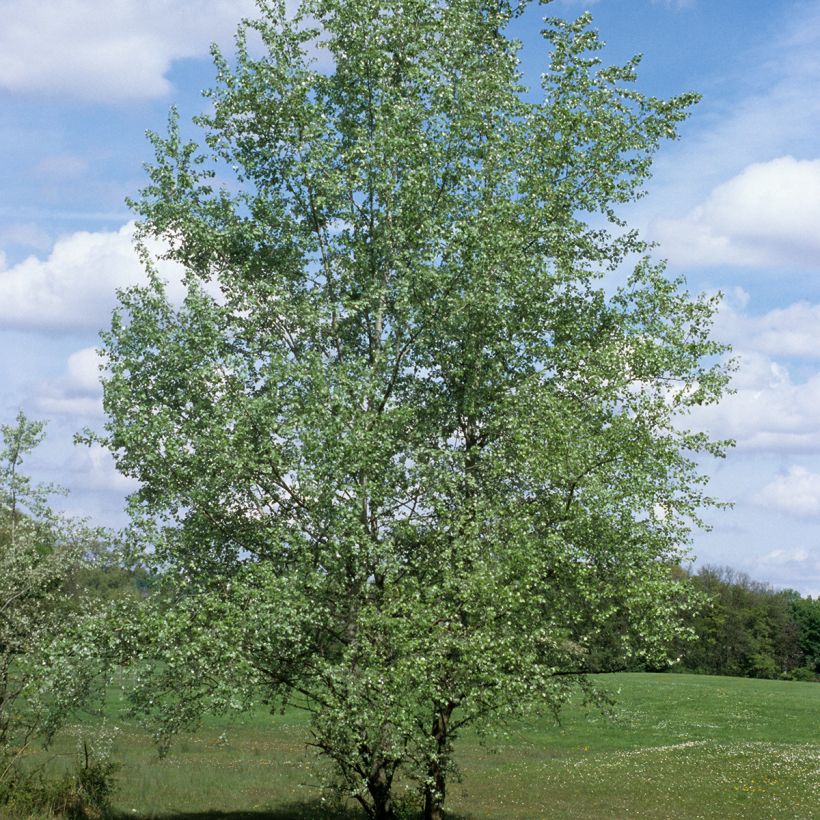 Populus alba - Peuplier blanc, de Hollande (Port)