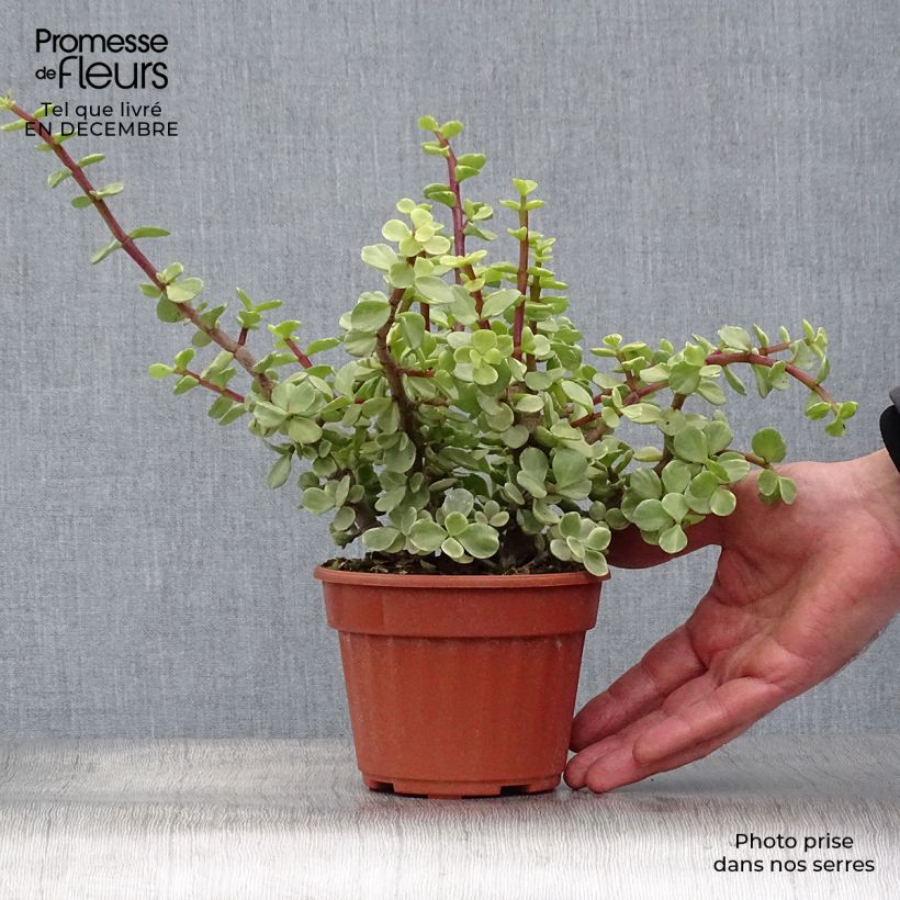 Spécimen de Portulacaria afra Variegata Pot de 12 cm / 13 cm tel que livré en hiver
