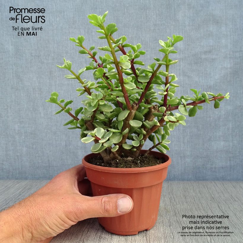 Portulacaria afra Variegata 12cm pot sample as delivered in spring