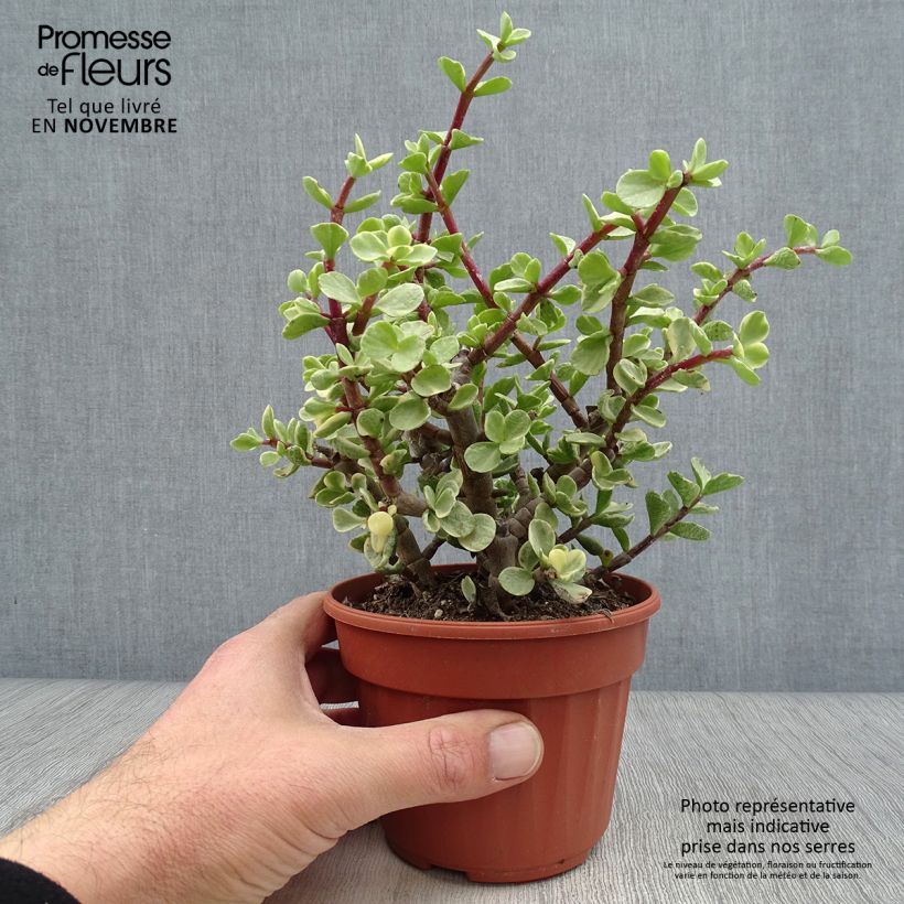 Spécimen de Portulacaria afra Variegata Pot de 12 cm / 13 cm tel que livré en automne