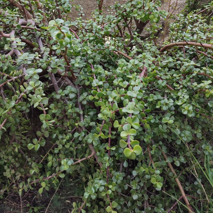 Portulacaria afra - Pourpier en arbre (Port)
