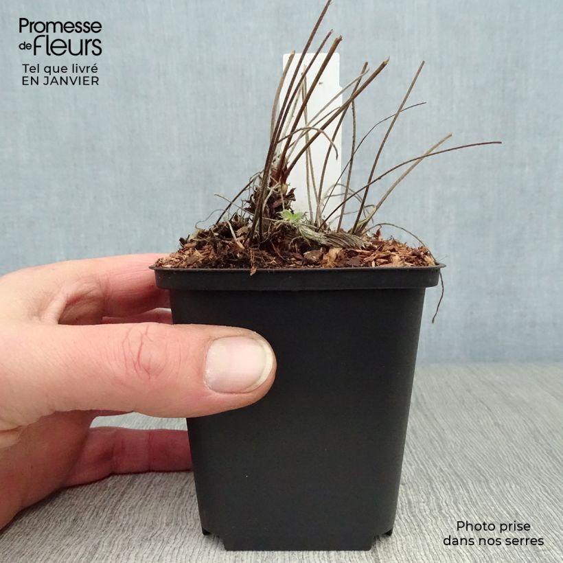 Spécimen de Potentilla Arc en Ciel - Potentille vivace Godet de 8/9 cm tel que livré en hiver