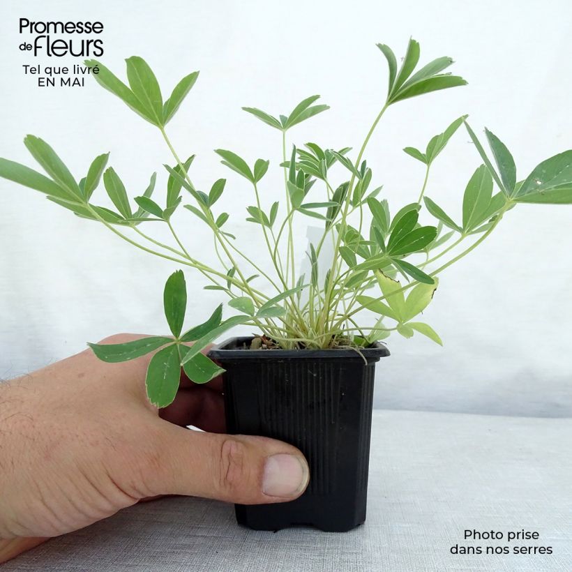 Spécimen de Potentilla alba - Potentille blanche Godet de 8/9 cm tel que livré au printemps