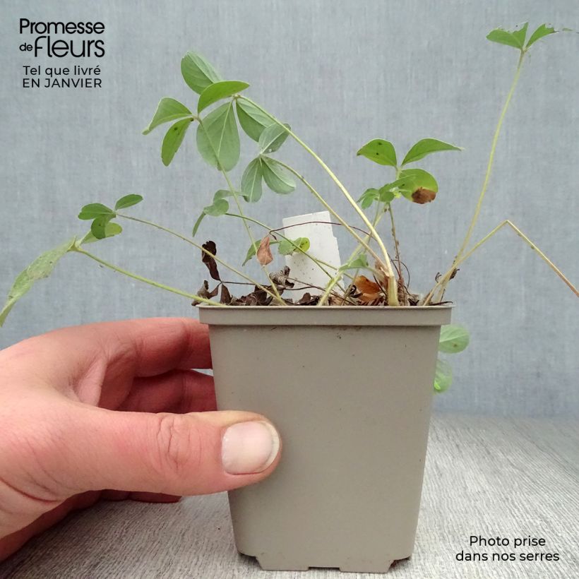 Spécimen de Potentilla alba - Potentille blanche Godet de 8/9 cm tel que livré en hiver