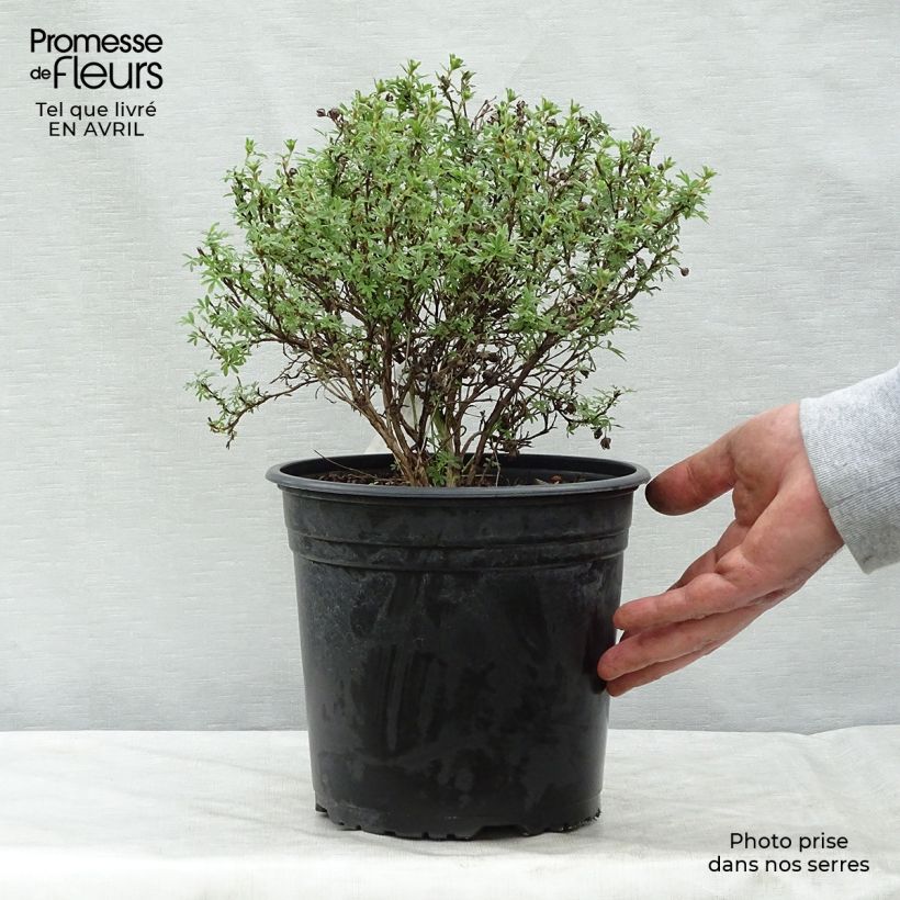 Spécimen de Potentilla fruticosa Bellissima - Potentille arbustive Pot de 2L/3L tel que livré au printemps