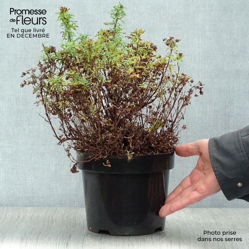 Spécimen de Potentilla fruticosa Bellissima - Potentille arbustive Pot de 2L/3L tel que livré en hiver