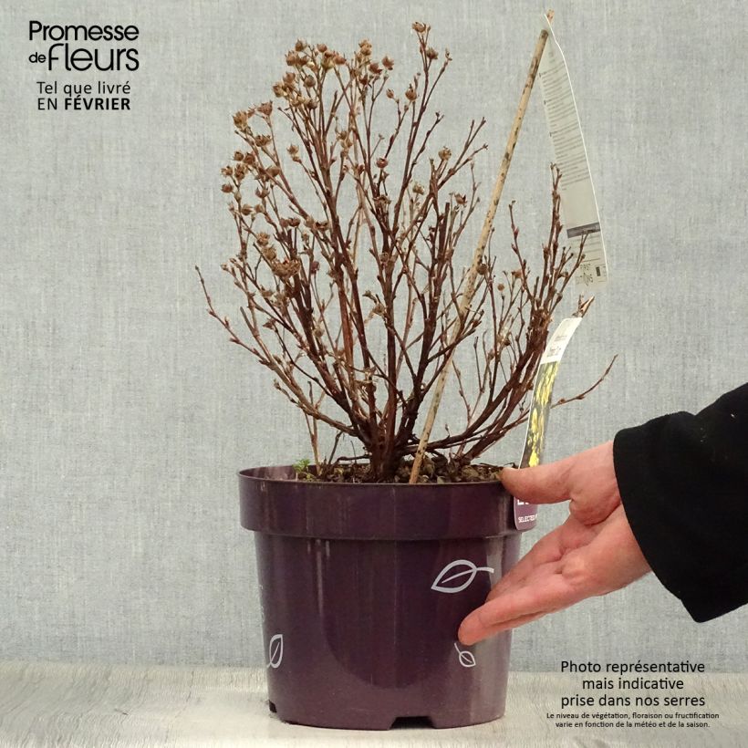 Spécimen de Potentilla fruticosa Citrus Tart- Potentille arbustive Pot de 2L/3L tel que livré en hiver
