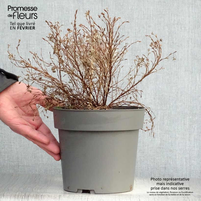 Spécimen de Potentilla fruticosa Danny Boy - Potentille arbustive à fleurs simples rose framboise Pot de 2L/3L tel que livré en hiver