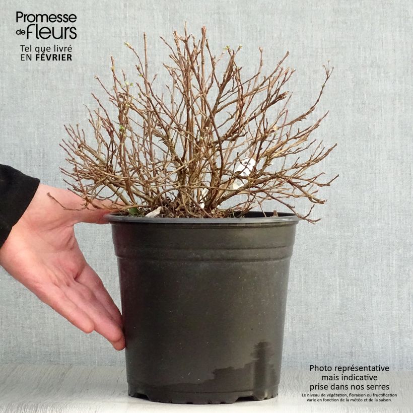 Spécimen de Potentilla fruticosa Double Punch Pastel - Potentille arbustive Pot de 3L/4L tel que livré en hiver