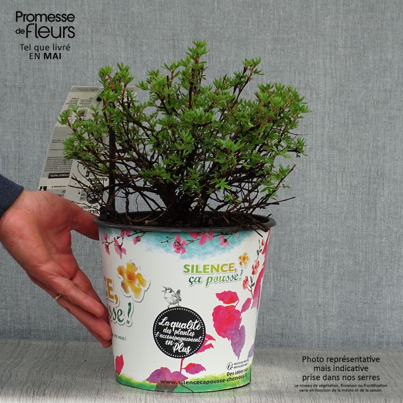 Spécimen de Potentilla fruticosa Double Punch Pastel - Potentille arbustive Pot de 3L/4L tel que livré au printemps