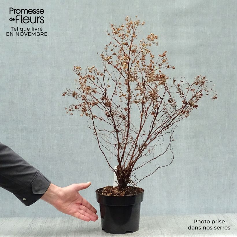 Spécimen de Potentilla fruticosa Goldfinger - Potentille arbustive  Pot de 3L/4L tel que livré en automne