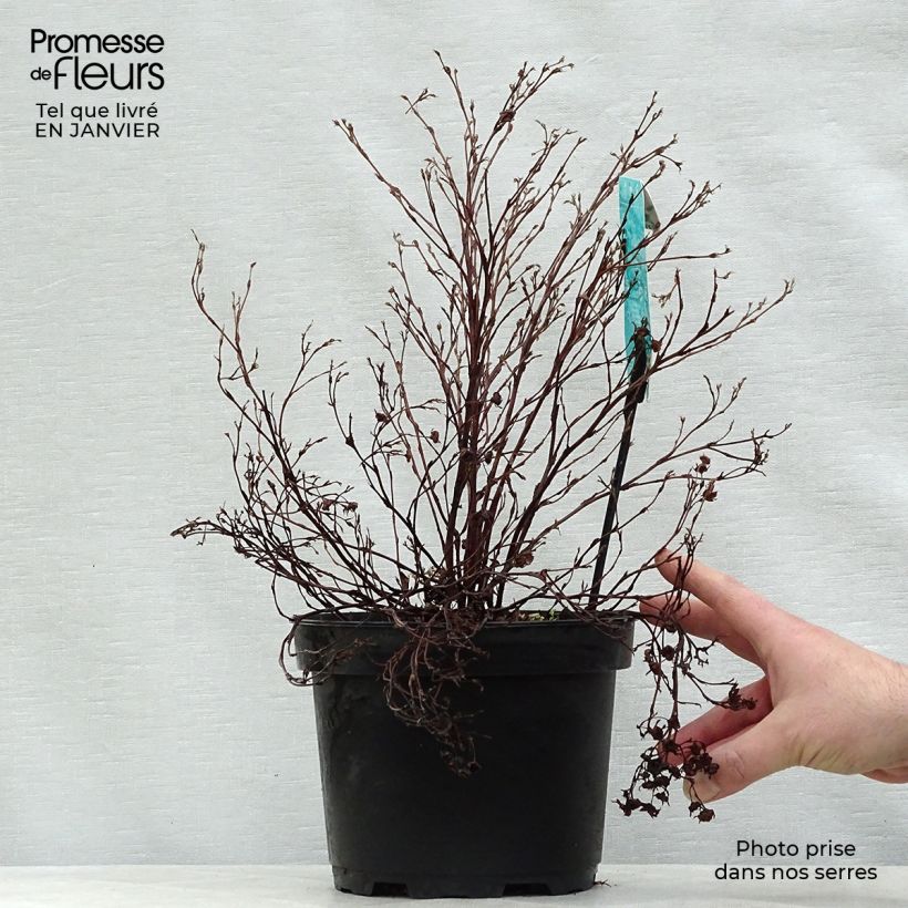 Spécimen de Potentilla fruticosa Goldfinger - Potentille arbustive  Pot de 3L/4L tel que livré en hiver