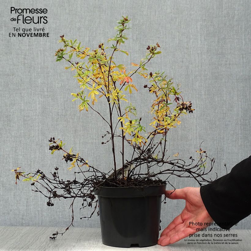 Spécimen de Potentilla fruticosa Goldteppich - Potentille arbustive  Pot de 1,5L/2L tel que livré en automne