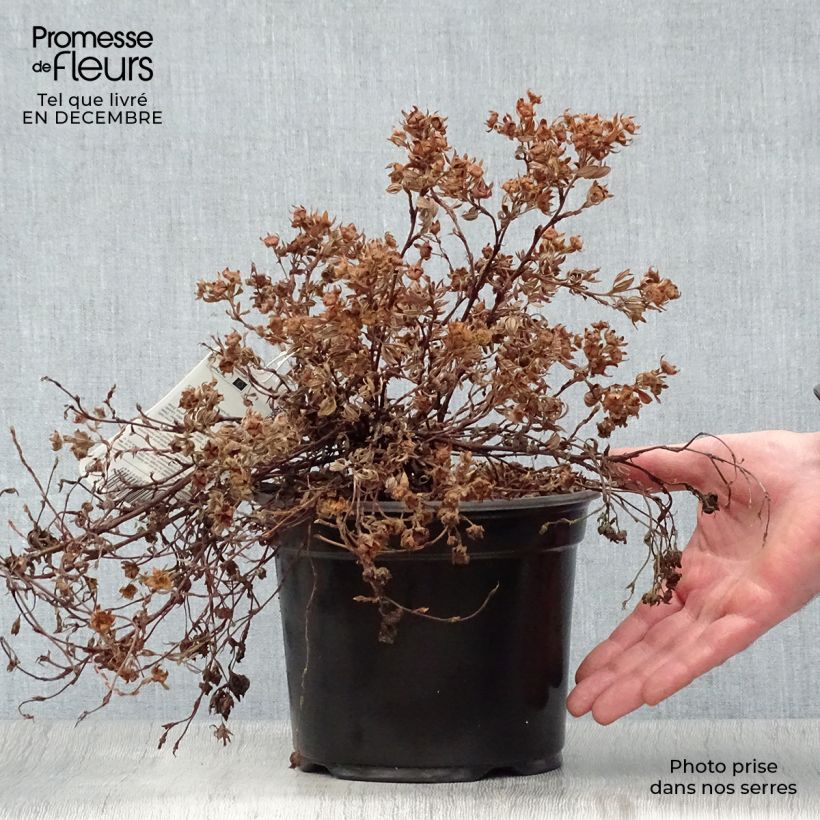 Spécimen de Potentilla fruticosa Goldteppich - Potentille arbustive  Pot de 1,5L/2L tel que livré en hiver