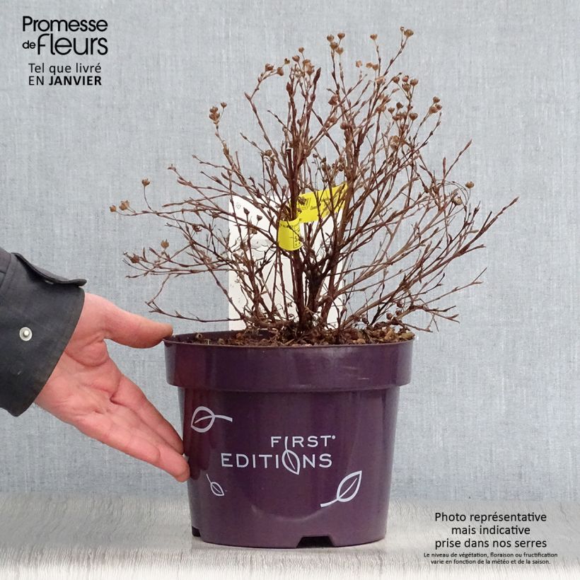 Spécimen de Potentilla fruticosa Lemon Meringue- Potentille arbustive Pot de 2L/3L tel que livré en hiver