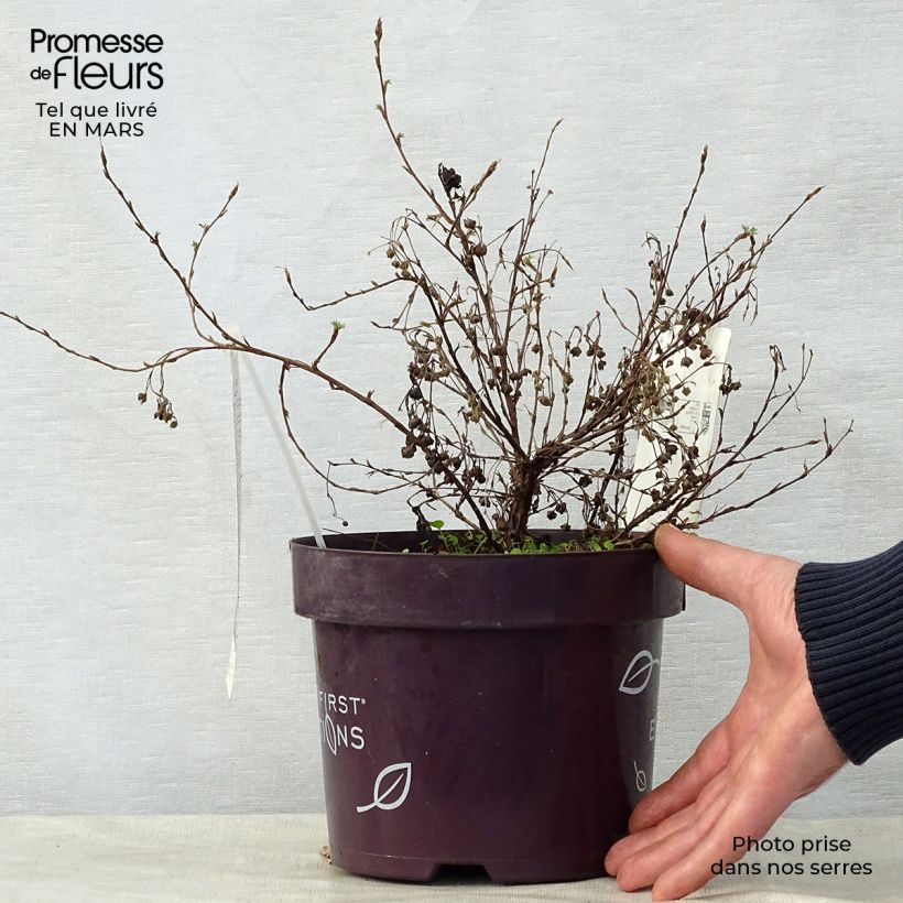 Spécimen de Potentilla fruticosa Lemon Meringue- Potentille arbustive Pot de 2L/3L tel que livré au printemps