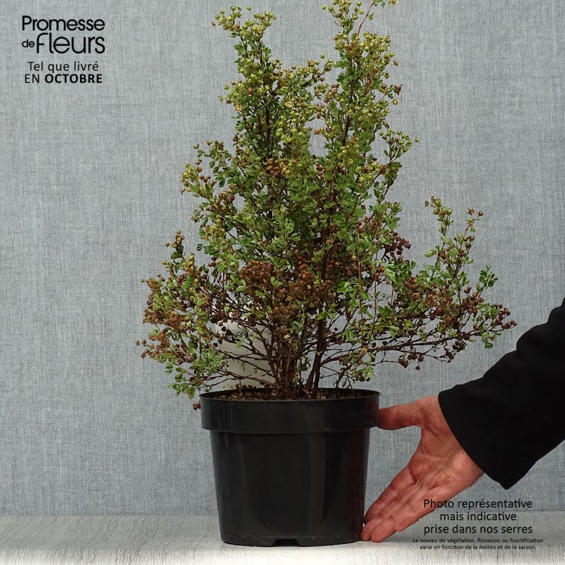 Spécimen de Potentilla fruticosa Lemon Meringue- Potentille arbustive Pot de 2L/3L tel que livré en automne