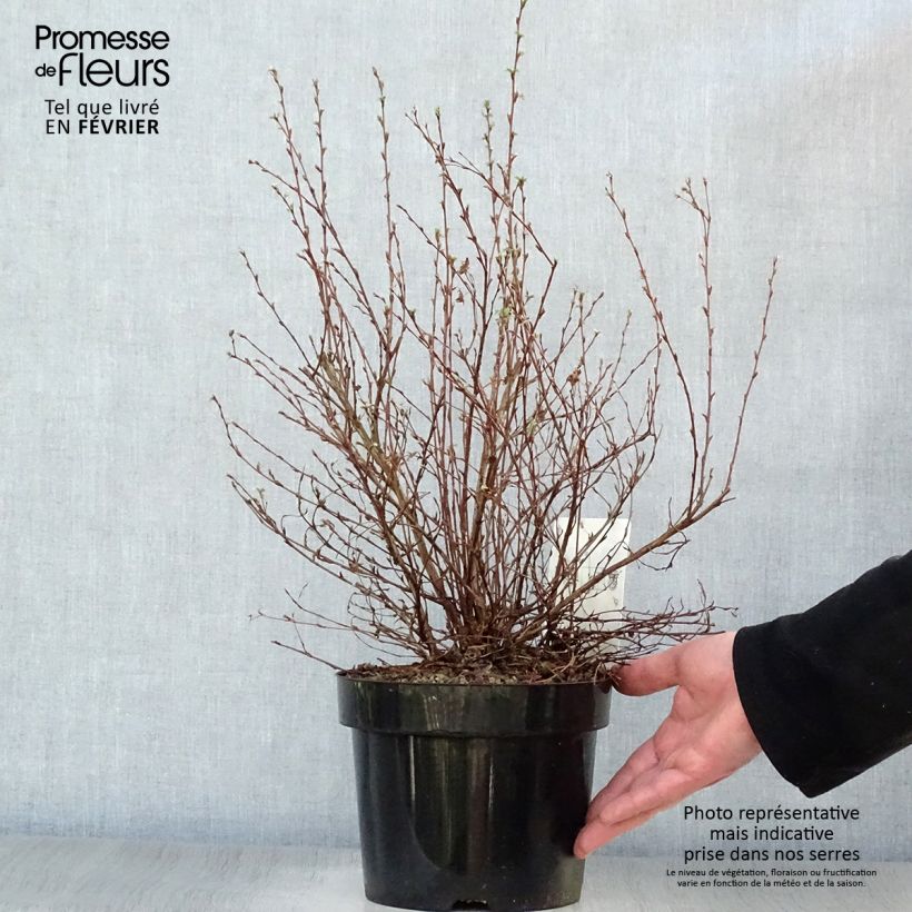 Spécimen de Potentilla fruticosa Limelight- Potentille arbustive Pot de 3L/4L tel que livré en hiver