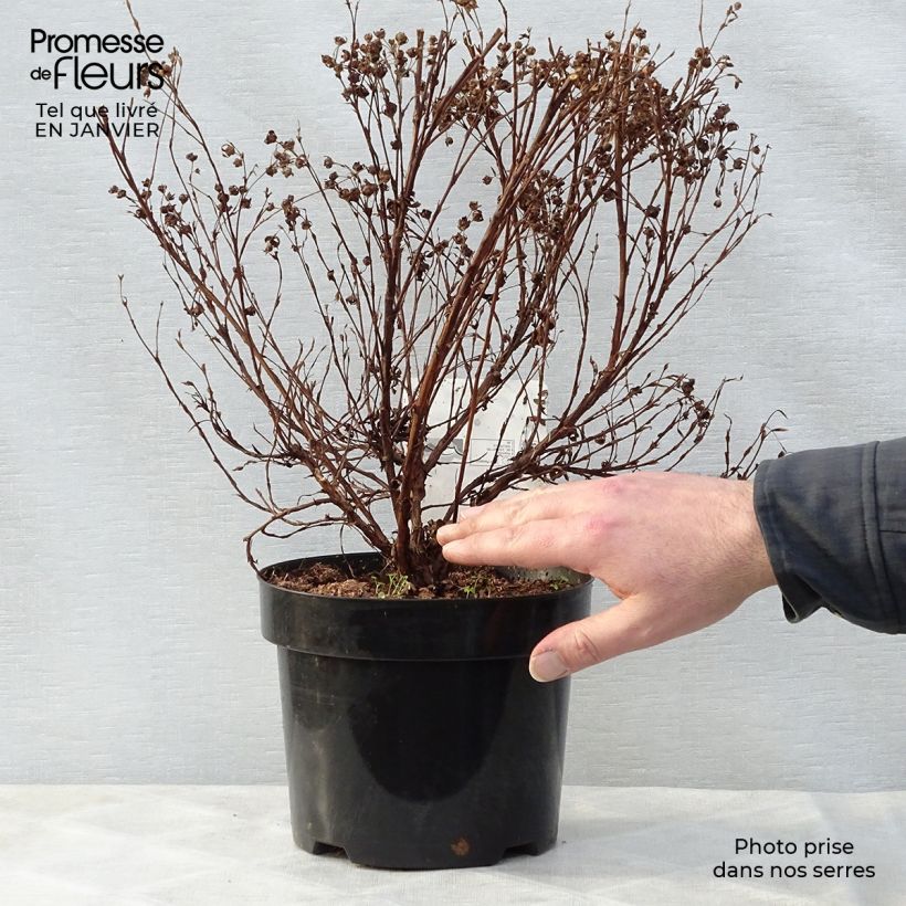Spécimen de Potentilla fruticosa Lovely Pink- Potentille arbustive Pot de 1,5L/2L tel que livré en hiver
