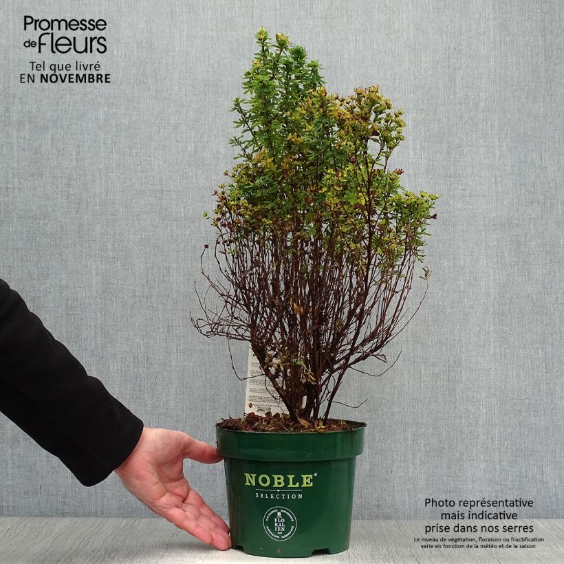 Spécimen de Potentilla fruticosa Mango Tango- Potentille arbustive Pot de 2L/3L tel que livré en automne
