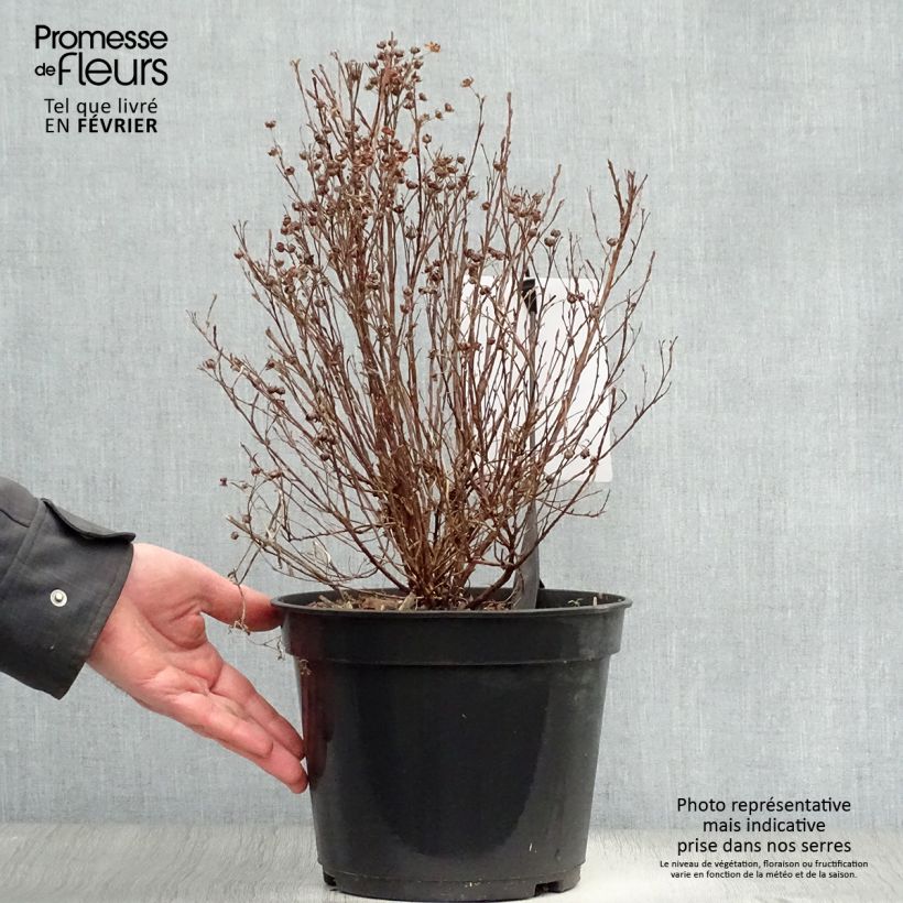 Spécimen de Potentilla fruticosa Mango Tango- Potentille arbustive Pot de 2L/3L tel que livré en hiver