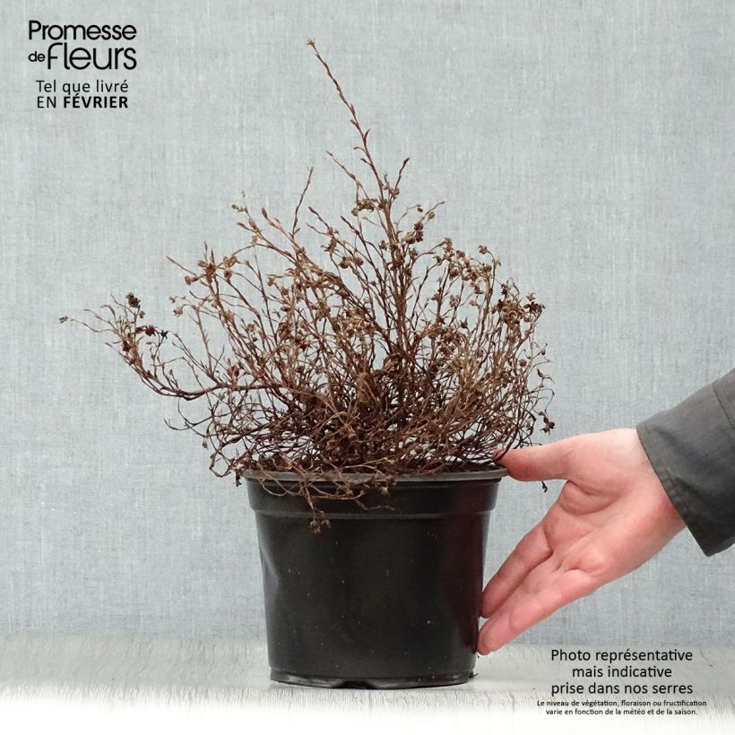 Spécimen de Potentilla fruticosa Marian Red Robin - Potentille arbustive Pot de 1L/1,5L tel que livré en hiver