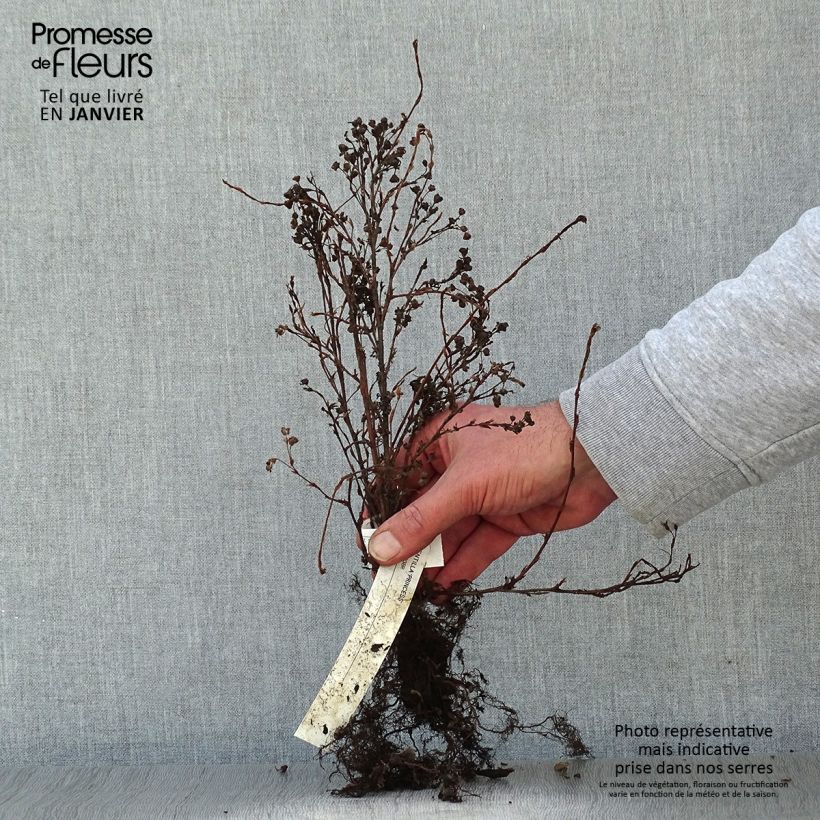 Spécimen de Potentilla fruticosa Princess Pink Queen - Potentille arbustive Racines nues tel que livré en hiver