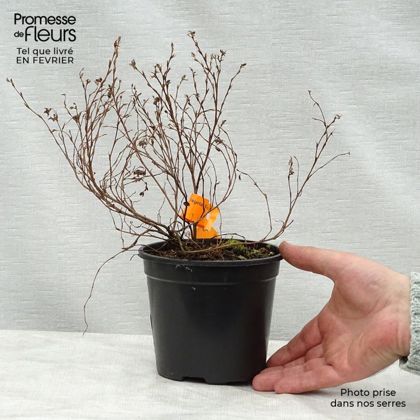 Spécimen de Potentilla fruticosa Red Ace - Potentille arbustive Pot de 1L/1,5L tel que livré en hiver