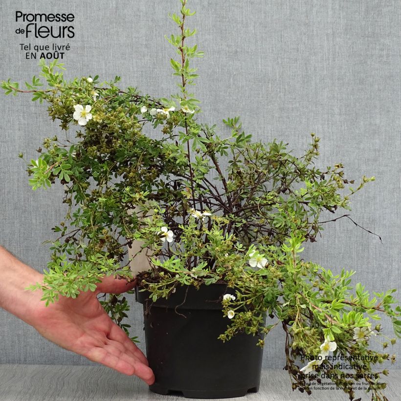 Spécimen de Potentilla fruticosa White Lady - Potentille arbustive Pot de 3L/4L tel que livré en été
