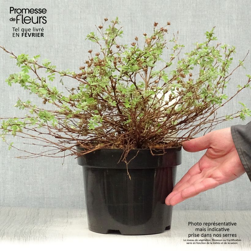 Spécimen de Potentilla fruticosa White Lady - Potentille arbustive Pot de 3L/4L tel que livré en hiver