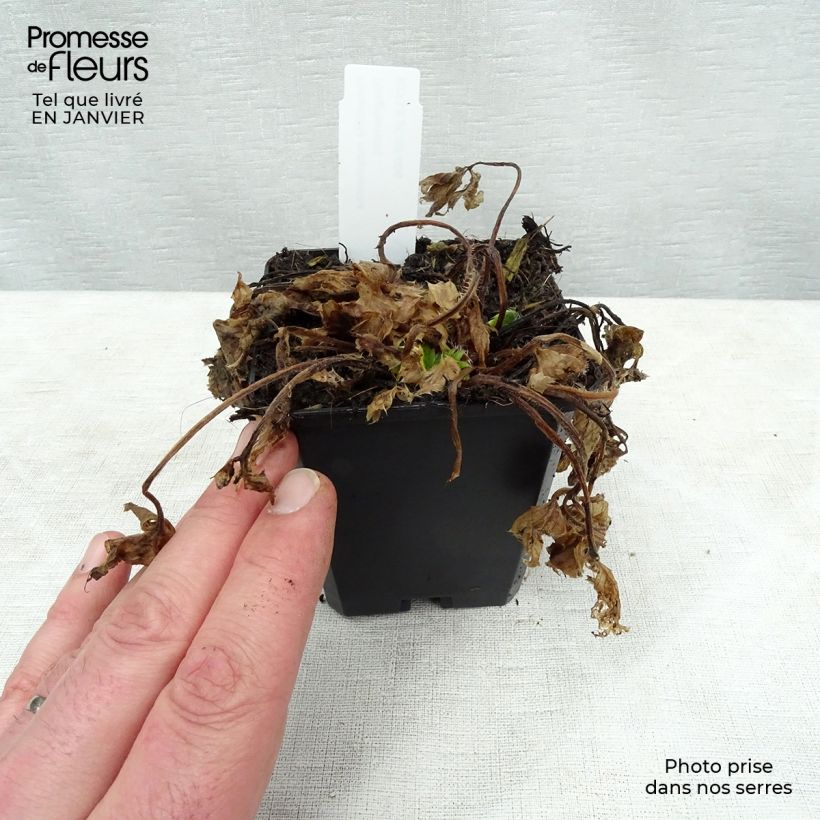 Spécimen de Potentilla megalantha - Potentille à grandes fleurs Godet de 8/9 cm tel que livré en hiver