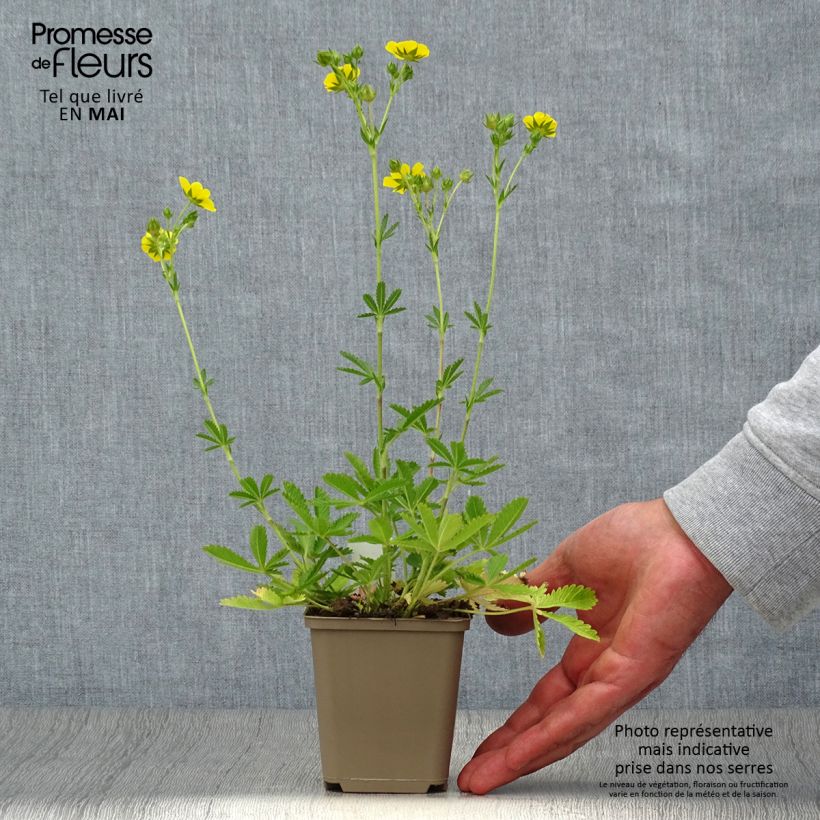 Spécimen de Potentilla recta - Potentille érigée  Godet de 8/9 cm tel que livré au printemps