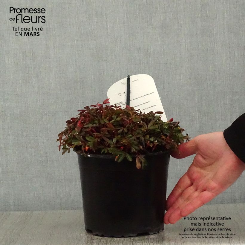Spécimen de Potentilla tridentata Nuuk - Potentille vivace Pot de 1,5L/2L tel que livré en hiver