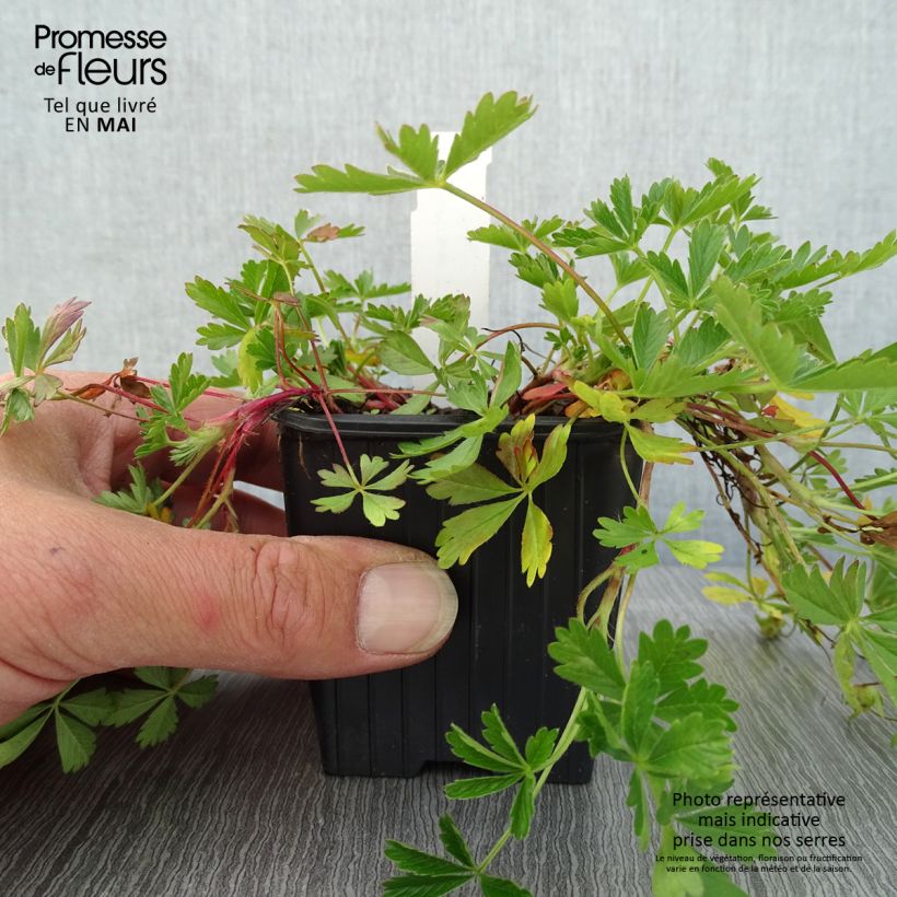 Spécimen de Potentilla verna - Potentille de printemps Godet de 8/9 cm tel que livré au printemps
