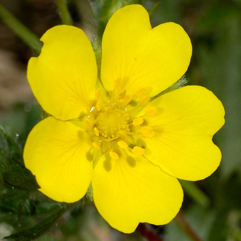 Potentilla verna - Potentille de printemps (Floraison)