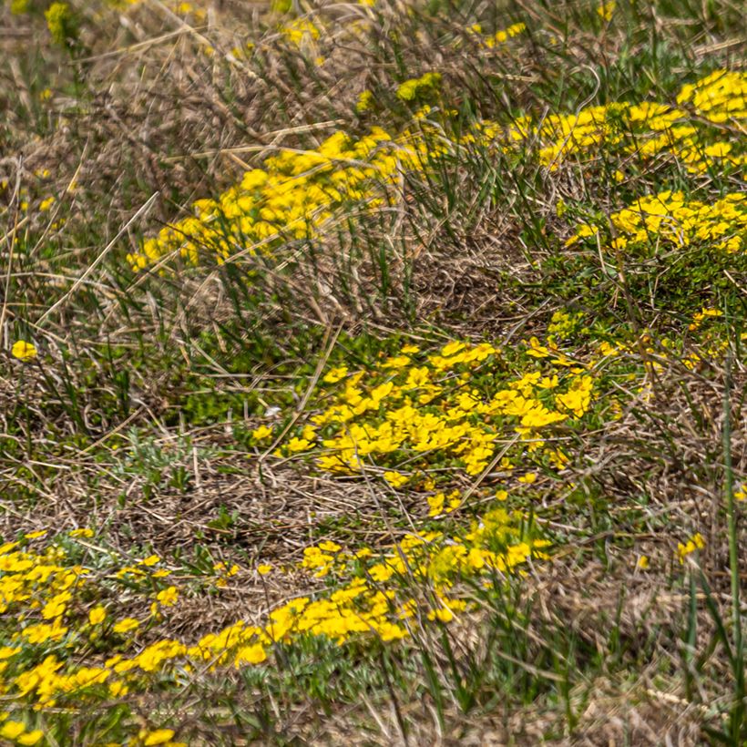 Potentilla verna - Potentille de printemps (Port)