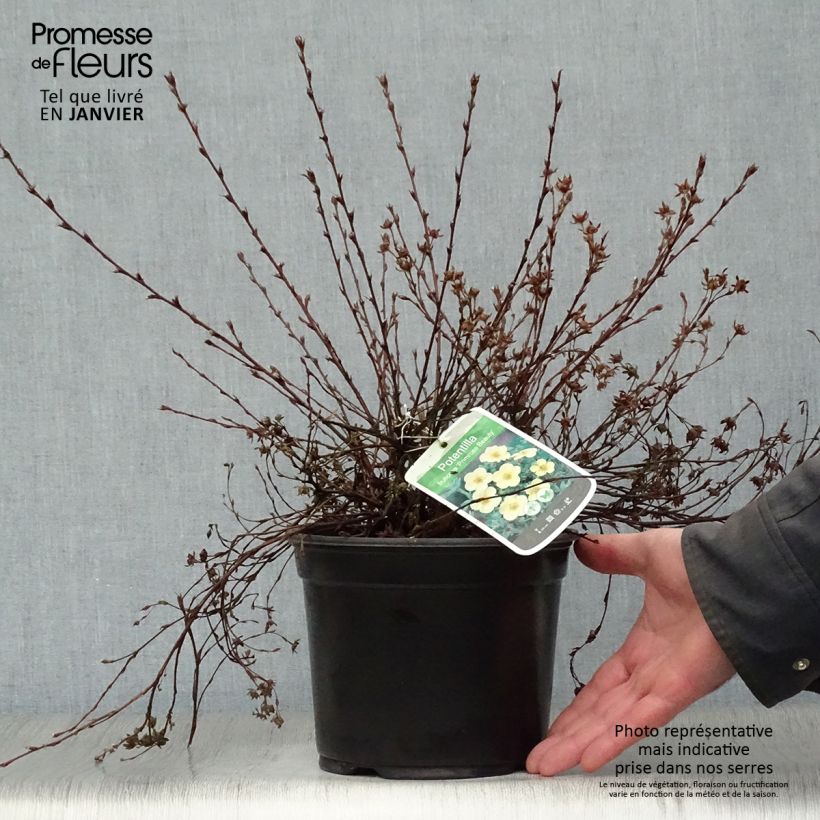 Spécimen de Potentilla fruticosa Primrose Beauty - Potentille arbustive Pot de 2L/3L tel que livré en hiver